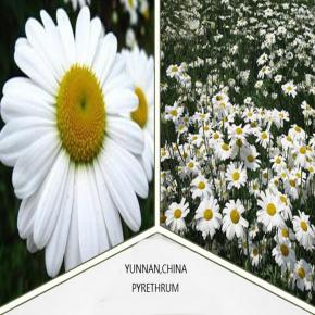 Pyrethrum